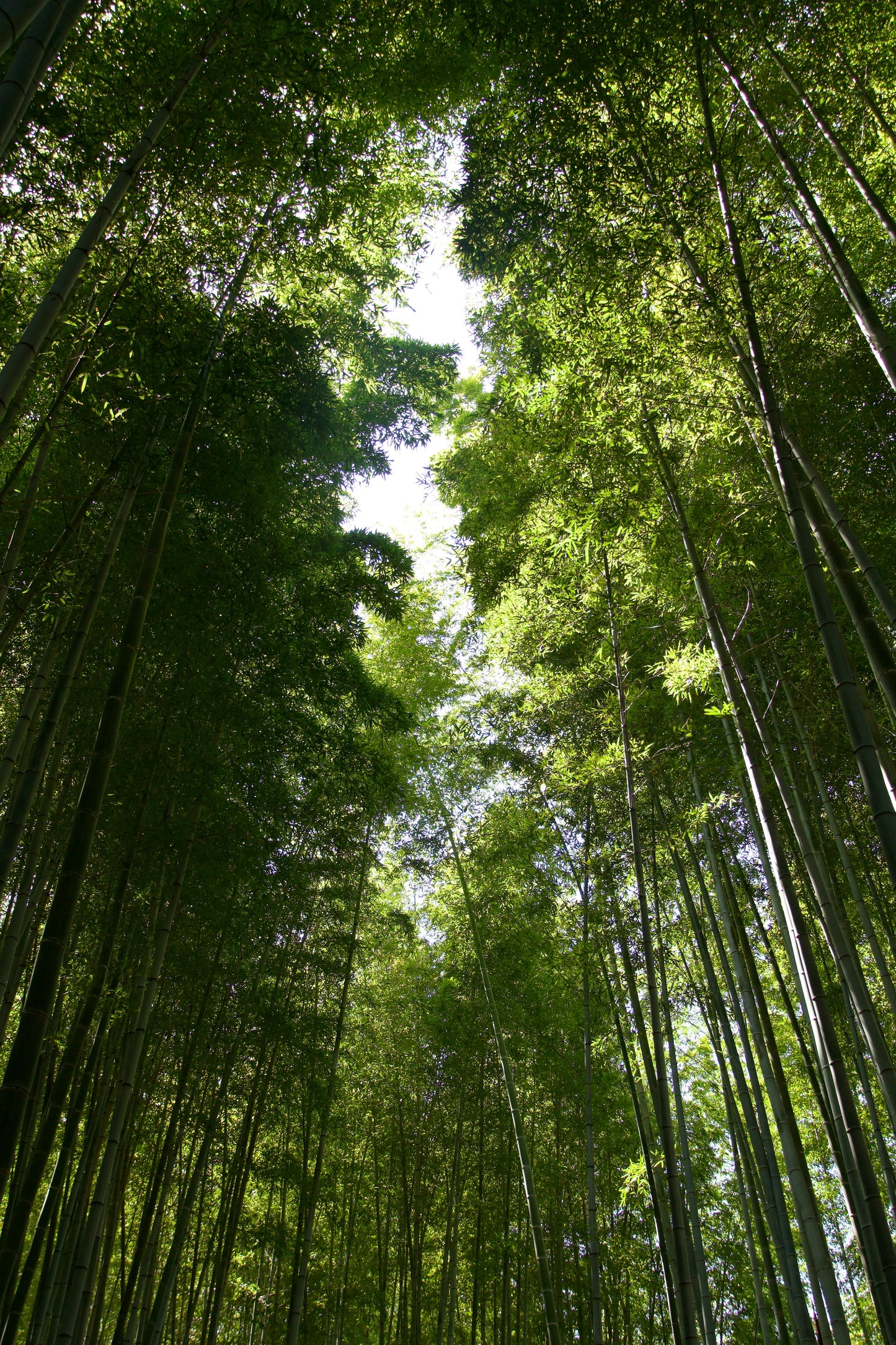 【5H】Private Arashiyama Tour with a Local Guide