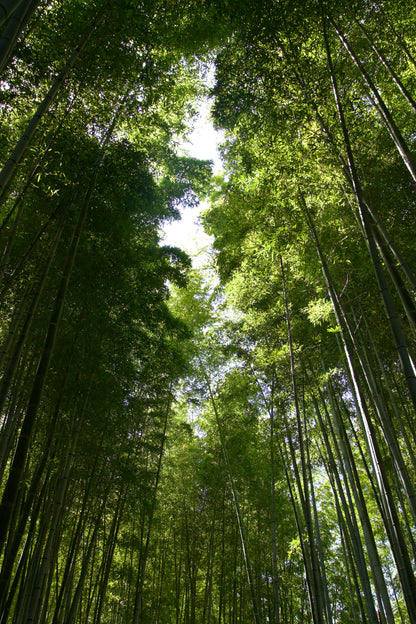 【5H】Private Arashiyama Tour with a Local Guide