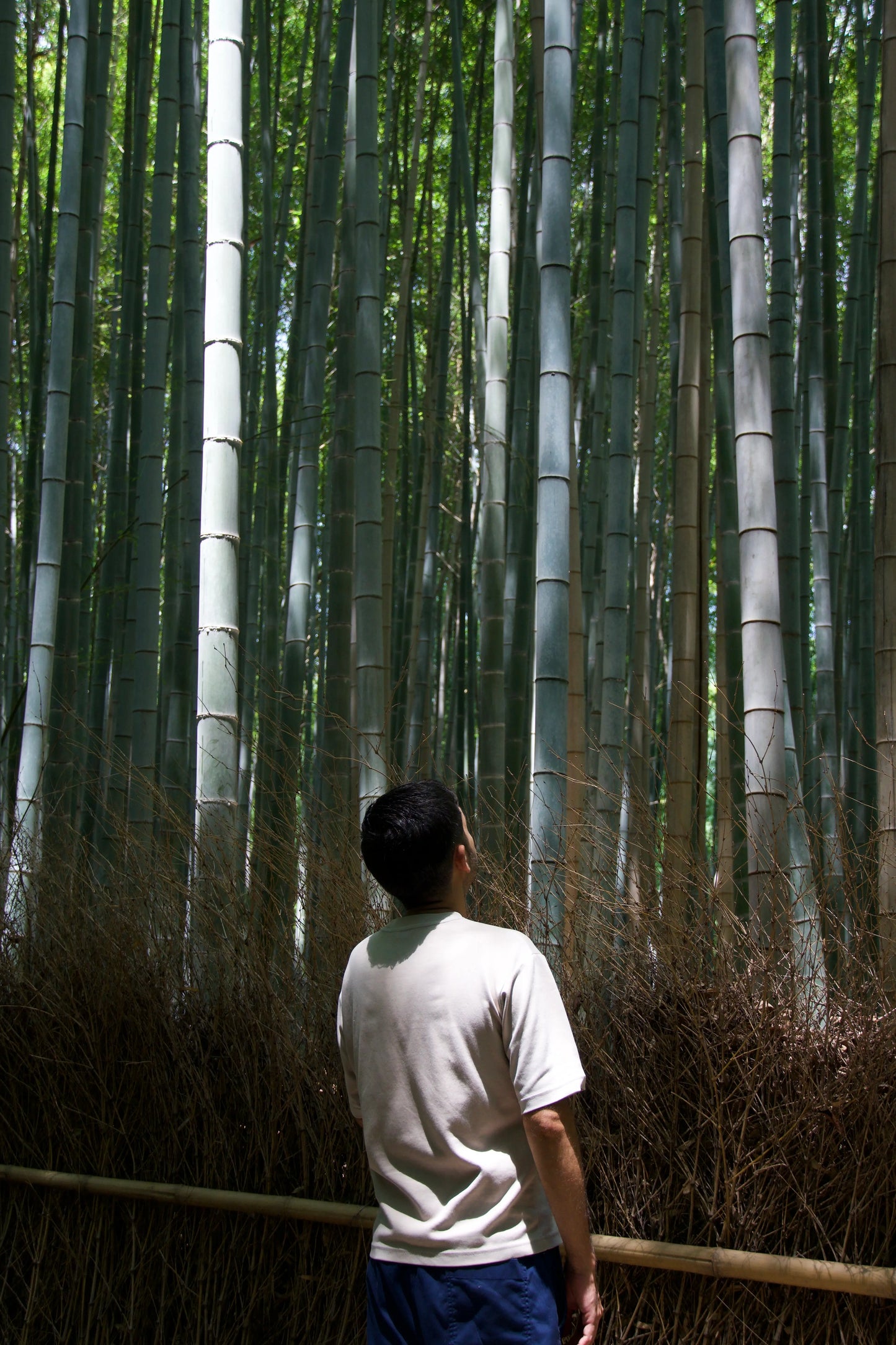 Experiencia Privada de 5 hs en Arashiyama y Okusagano con Clase de Wagashi